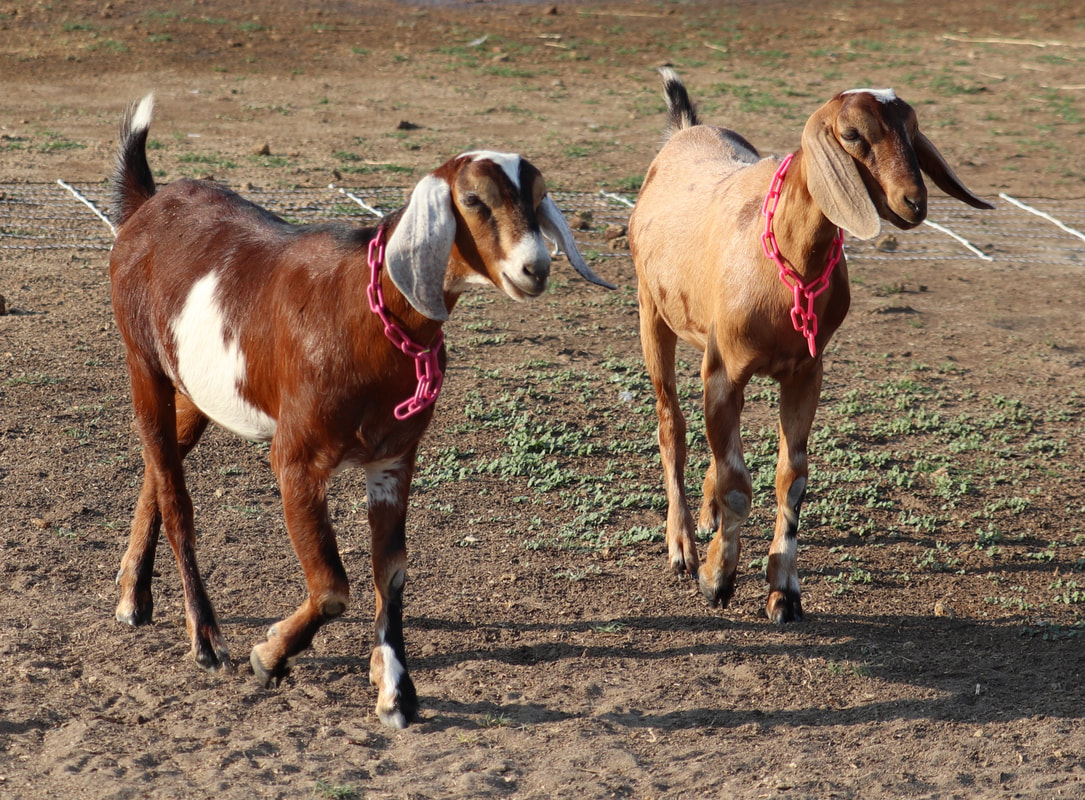 What to know before bringing home goats  Mississippi State University  Extension Service