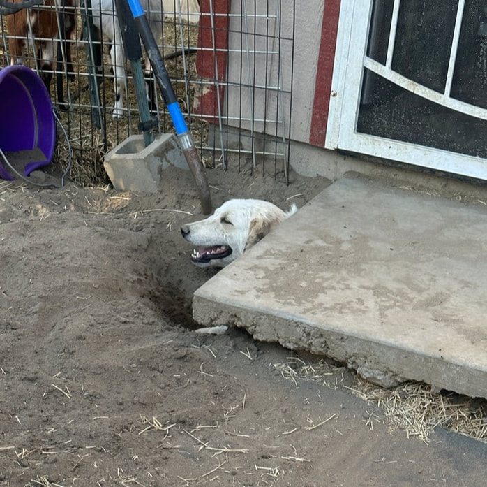 Maremma Sheepdog digging