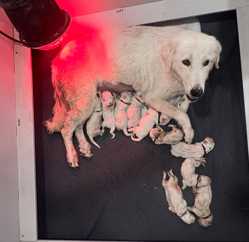 Maremma Sheepdog with puppies