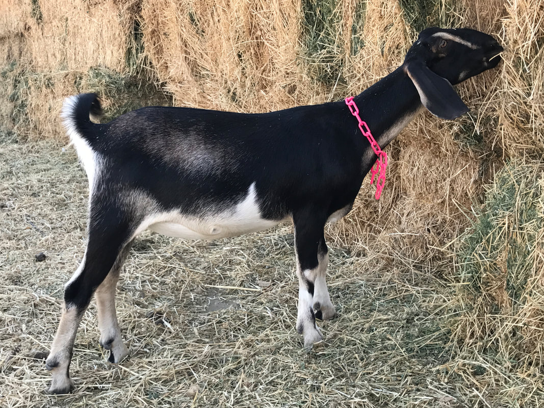 Jardine Meadows Jessie, Mini Nubian doe, eating alfalfa hay