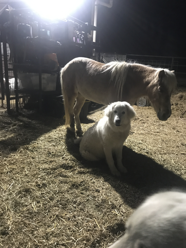 Maremma Sheepdog with pony