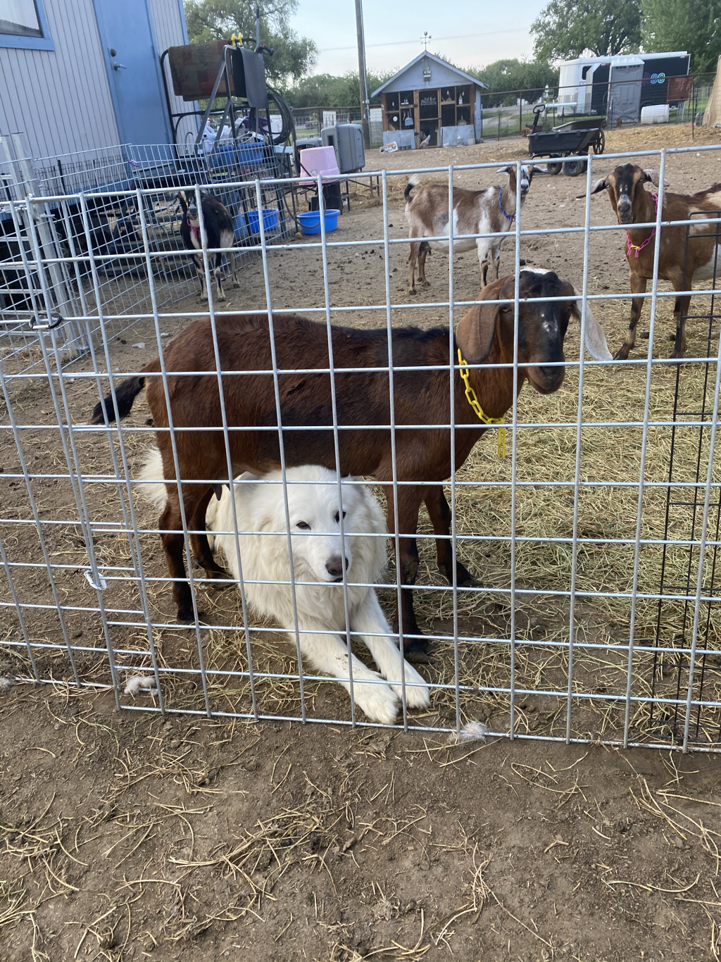 Eureka Mohair Farm Olaf maremma sheepdog