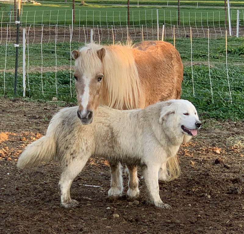 Prancing Pony Polar Maremma Sheepdog with pony