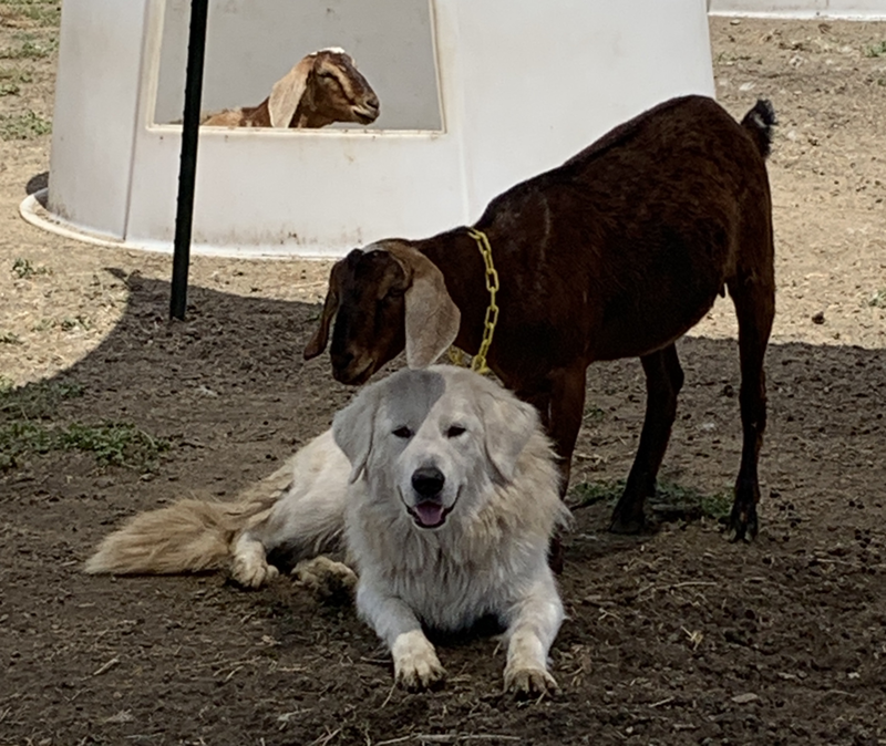 Prancing Pony Polar Maremma Sheepdog with goat