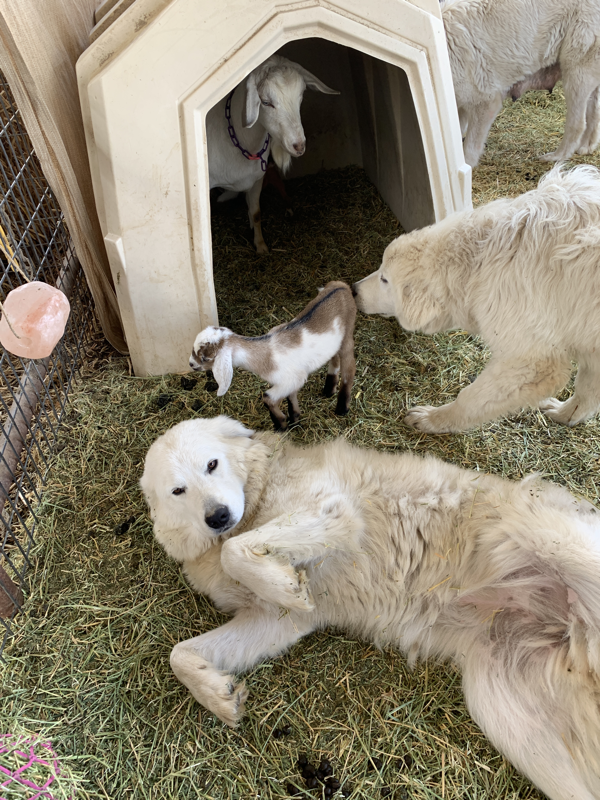 Prancing Pony Polar Maremma Sheepdog with baby goats 