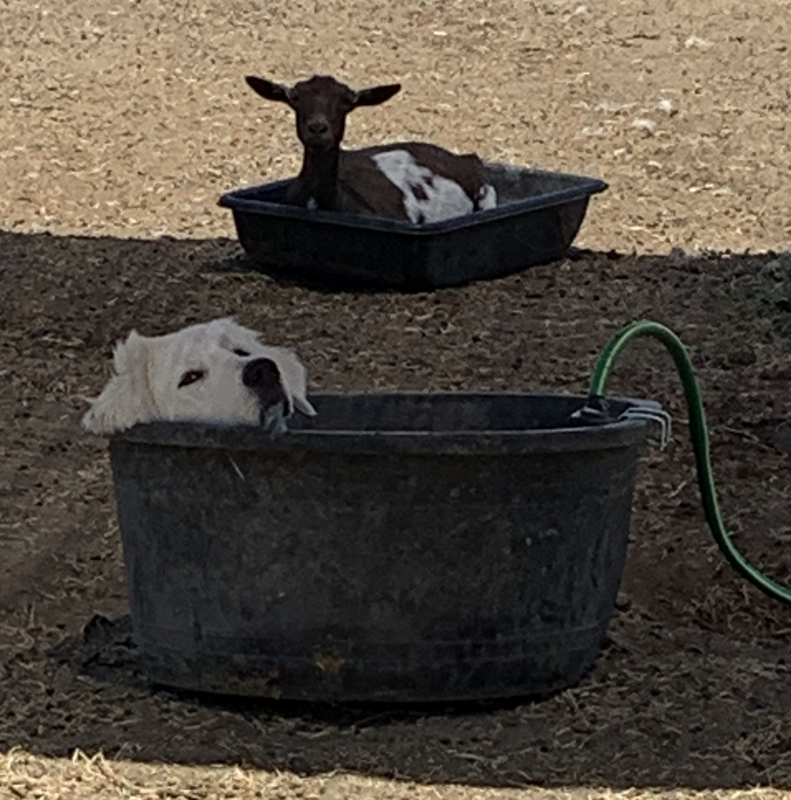 Prancing Pony Polar Maremma Sheepdog taking a bath