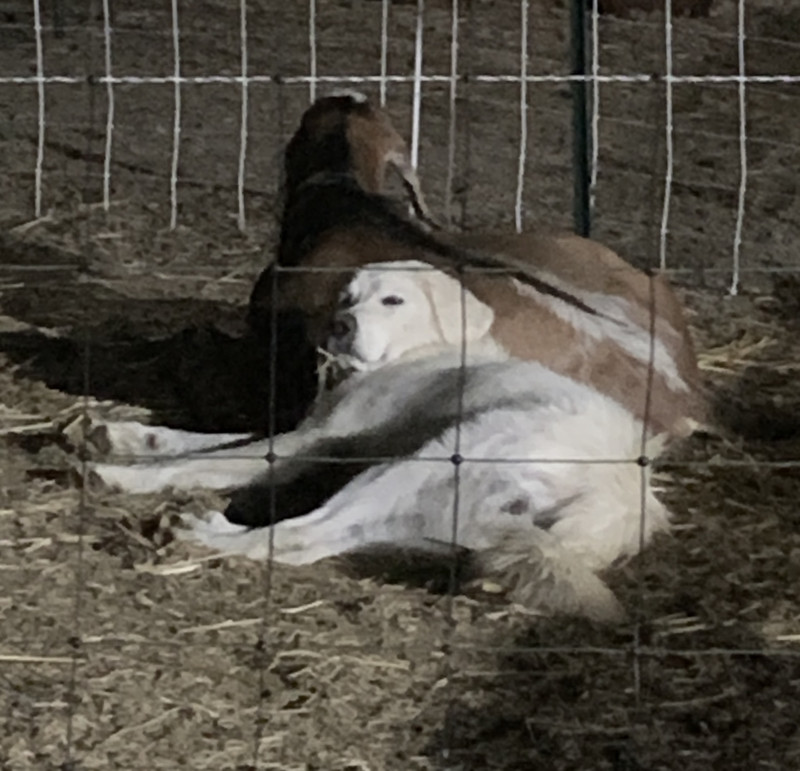 Prancing Pony Polar Maremma Sheepdog