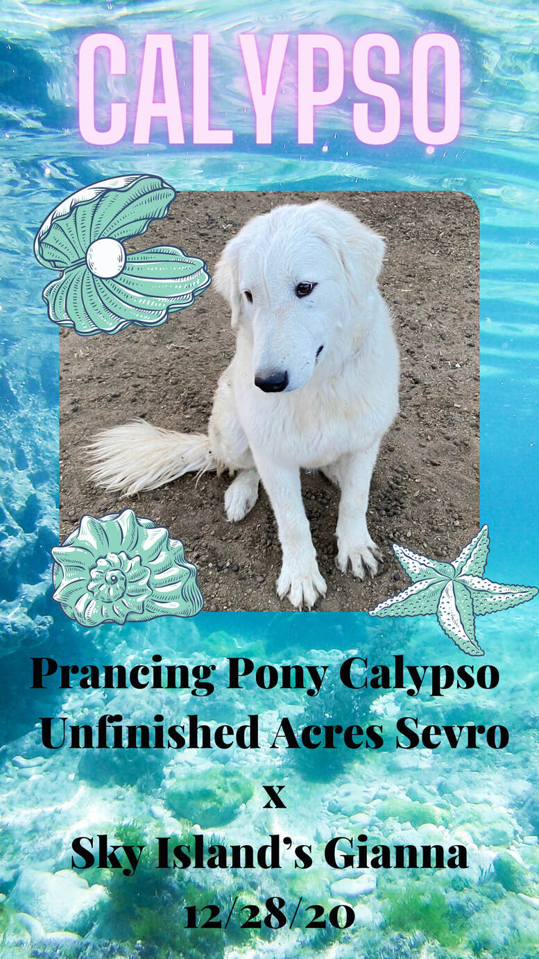 Prancing Pony Calypso