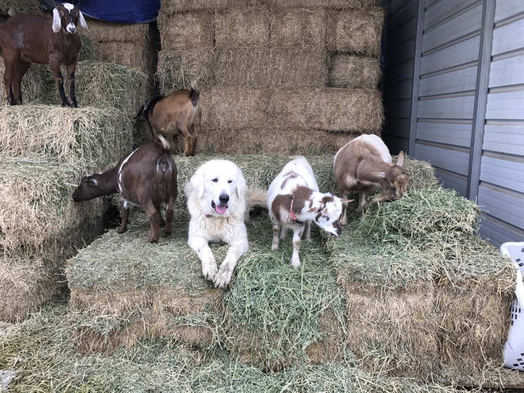 Genevieve Maremma Sheepdog with Nigerian Dwarf goats